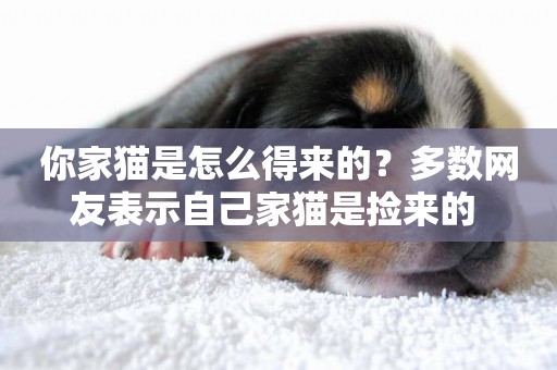 你家貓是怎么得來的？多數網友表示自己家貓是撿來的 