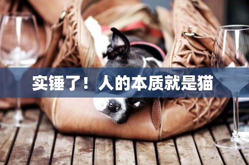 實錘了！人的本質就是貓 