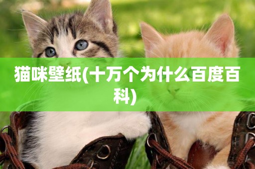 貓咪壁紙(十萬個為什么百度百科) 