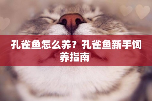 孔雀魚怎么養？孔雀魚新手飼養指南 