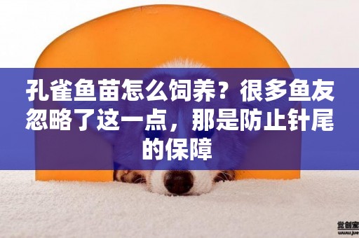 孔雀魚苗怎么飼養？很多魚友忽略了這一點，那是防止針尾的保障 