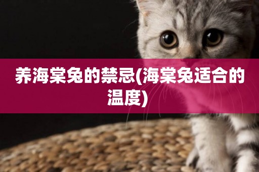 養海棠兔的禁忌(海棠兔適合的溫度) 