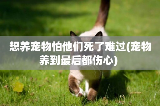 想養寵物怕他們死了難過(寵物養到最后都傷心) 