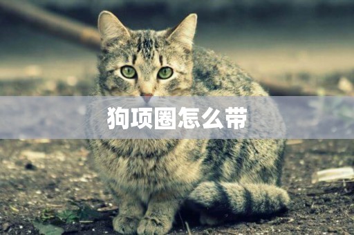 狗項圈怎么帶