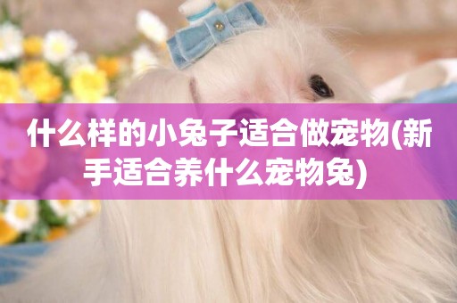 什么樣的小兔子適合做寵物(新手適合養什么寵物兔) 