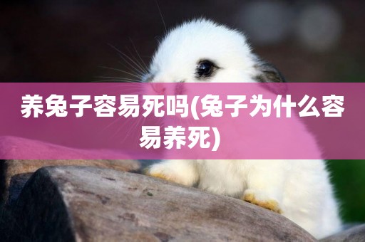 養兔子容易死嗎(兔子為什么容易養死) 