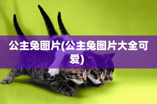公主兔圖片(公主兔圖片大全可愛) 