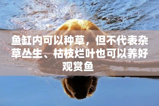 魚缸內可以種草，但不代表雜草叢生、枯枝爛葉也可以養好觀賞魚 