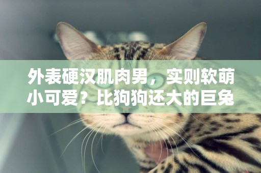 外表硬漢肌肉男，實則軟萌小可愛？比狗狗還大的巨兔了解一下 
