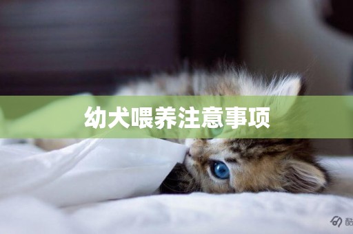 幼犬喂養注意事項