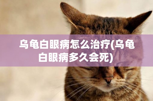 烏龜白眼病怎么治療(烏龜白眼病多久會死) 