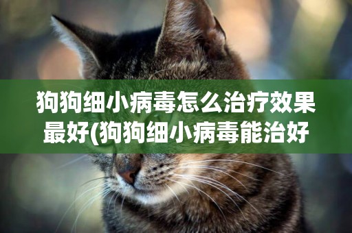 狗狗細小病毒怎么治療效果最好(狗狗細小病毒能治好嗎) 