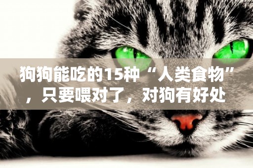 狗狗能吃的15種“人類食物”，只要喂對了，對狗有好處 