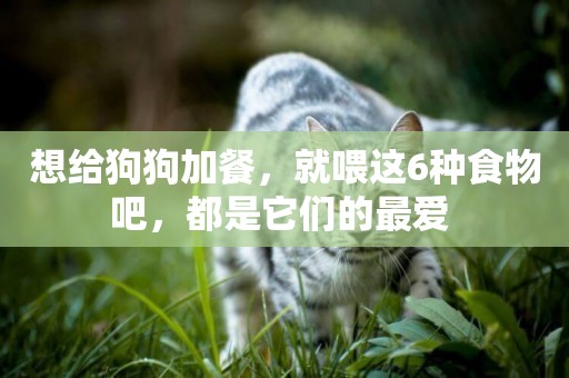 想給狗狗加餐，就喂這6種食物吧，都是它們的最愛 
