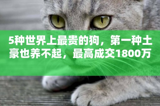 5種世界上最貴的狗，第一種土豪也養不起，最高成交1800萬 