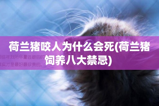 荷蘭豬咬人為什么會死(荷蘭豬飼養八大禁忌) 