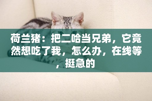荷蘭豬：把二哈當兄弟，它竟然想吃了我，怎么辦，在線等，挺急的 