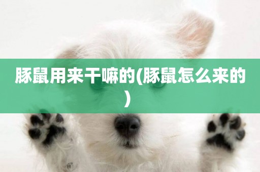 豚鼠用來干嘛的(豚鼠怎么來的) 