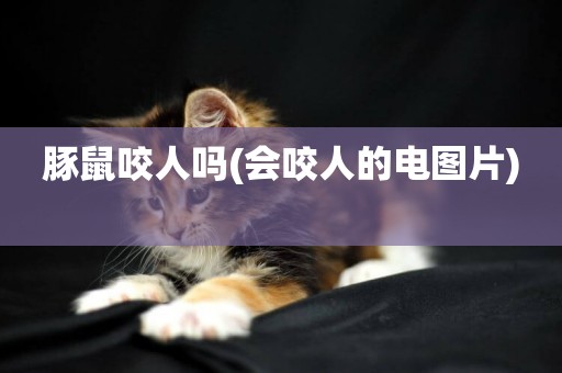 豚鼠咬人嗎(會咬人的電圖片) 