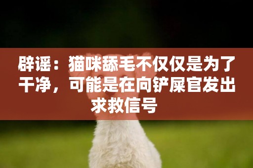 辟謠：貓咪舔毛不僅僅是為了干凈，可能是在向鏟屎官發出求救信號 