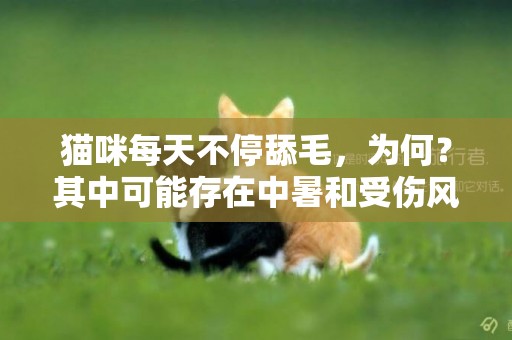 貓咪每天不停舔毛，為何？其中可能存在中暑和受傷風險 