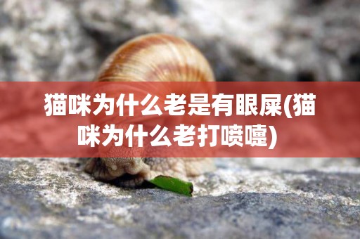 貓咪為什么老是有眼屎(貓咪為什么老打噴嚏) 