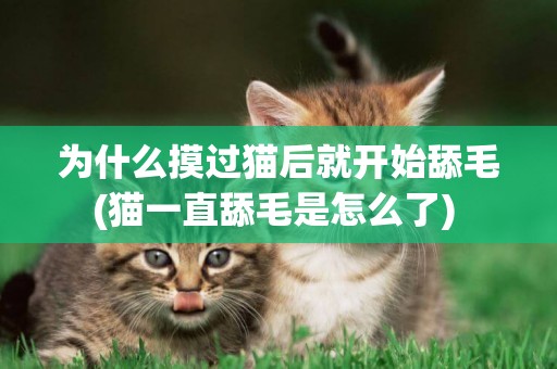 為什么摸過貓后就開始舔毛(貓一直舔毛是怎么了) 
