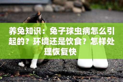 養兔知識：兔子球蟲病怎么引起的？環境還是飲食？怎樣處理恢復快 