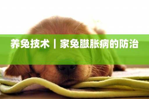養兔技術｜家兔臌脹病的防治 