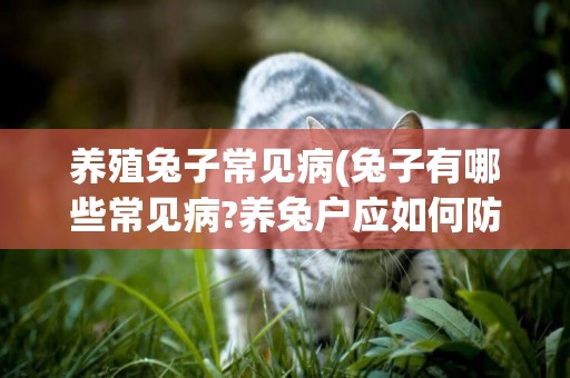 養殖兔子常見病(兔子有哪些常見病?養兔戶應如何防治呢) 