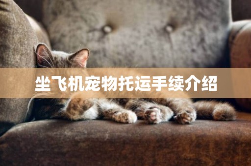 坐飛機寵物托運手續介紹