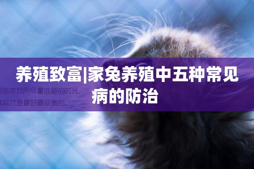 養殖致富|家兔養殖中五種常見病的防治 