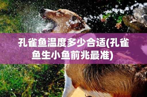 孔雀魚溫度多少合適(孔雀魚生小魚前兆最準) 