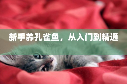 新手養孔雀魚，從入門到精通 