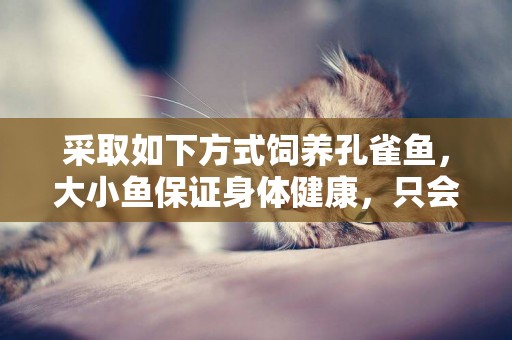 采取如下方式飼養孔雀魚，大小魚保證身體健康，只會爆缸 