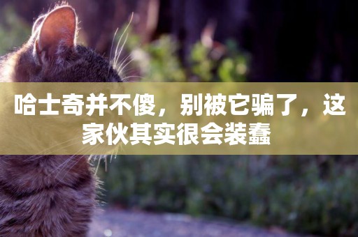 哈士奇并不傻，別被它騙了，這家伙其實很會裝蠢 