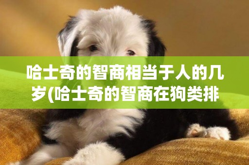 哈士奇的智商相當于人的幾歲(哈士奇的智商在狗類排名第幾) 