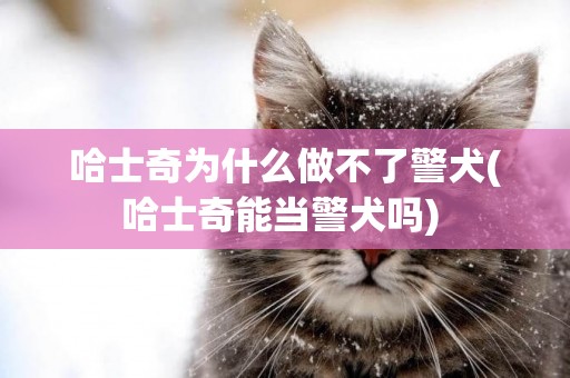 哈士奇為什么做不了警犬(哈士奇能當警犬嗎) 