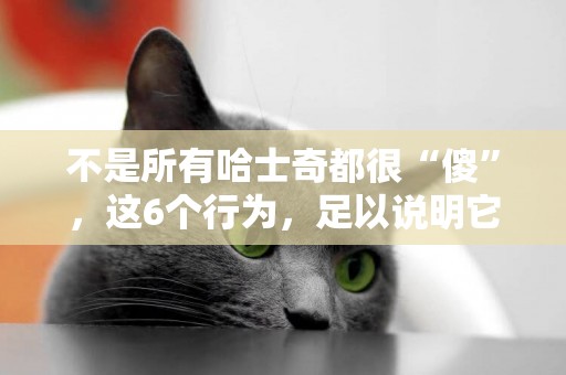 不是所有哈士奇都很“傻”，這6個行為，足以說明它很聰明 