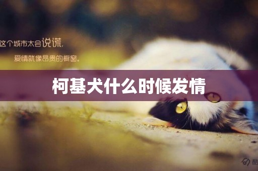 柯基犬什么時候發情