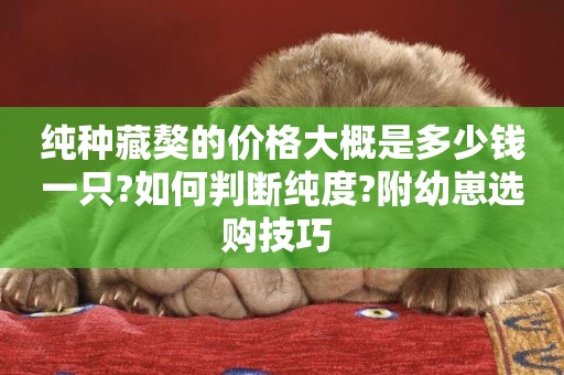 純種藏獒的價格大概是多少錢一只?如何判斷純度?附幼崽選購技巧 