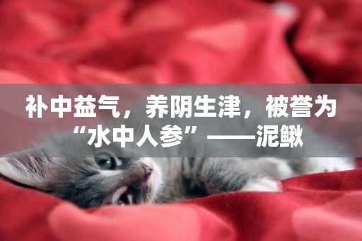 補中益氣，養陰生津，被譽為“水中人參”——泥鰍 
