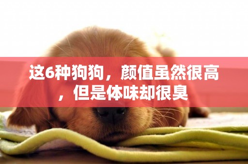 這6種狗狗，顏值雖然很高，但是體味卻很臭 