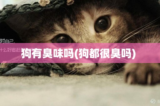 狗有臭味嗎(狗都很臭嗎) 