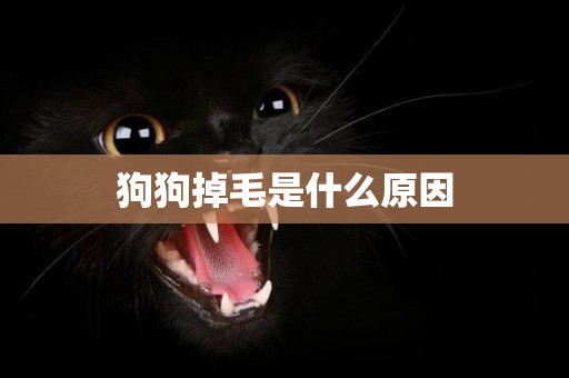狗狗掉毛是什么原因