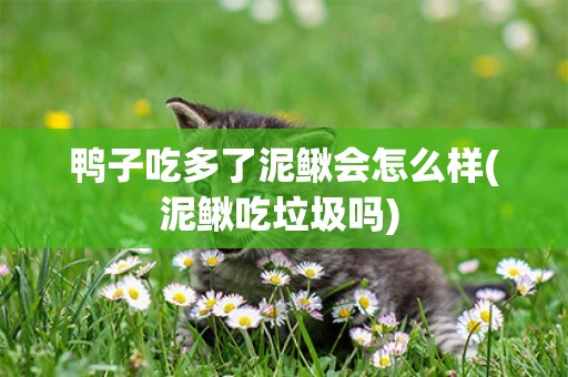 鴨子吃多了泥鰍會怎么樣(泥鰍吃垃圾嗎) 