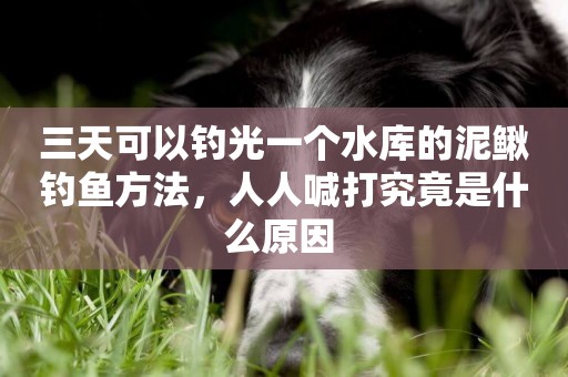 三天可以釣光一個水庫的泥鰍釣魚方法，人人喊打究竟是什么原因 