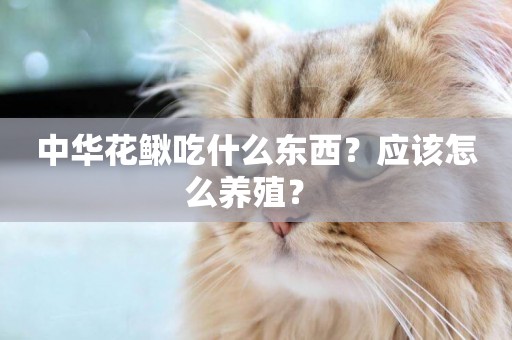 中華花鰍吃什么東西？應該怎么養殖？ 