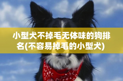 小型犬不掉毛無體味的狗排名(不容易掉毛的小型犬) 