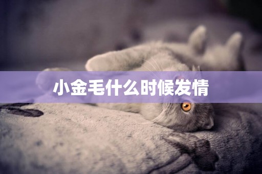 小金毛什么時候發情